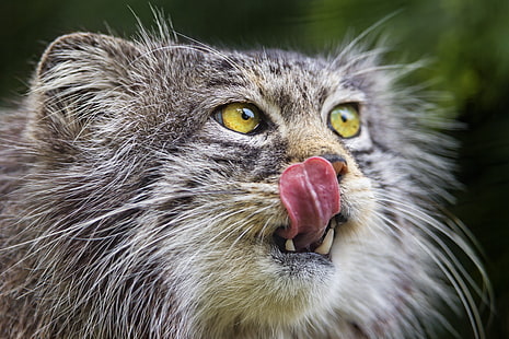 gatto grigio e bianco, lingua, gatto, faccia, manul, © Tambako The Jaguar, Sfondo HD HD wallpaper