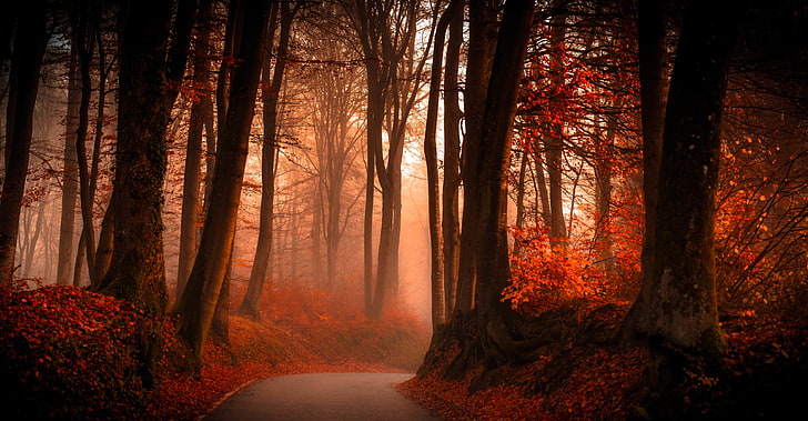 الأشجار ، المسار ، الغابات ، الخريف ، الأوراق ، المناظر الطبيعية، خلفية HD