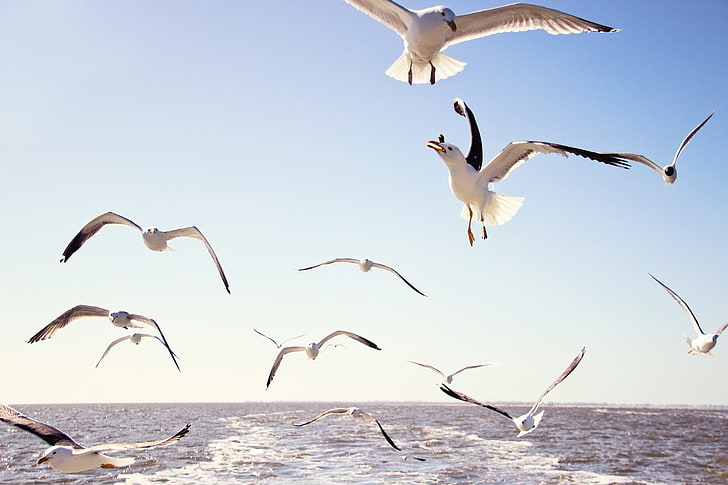 flock of white seagull, sea, the sky, water, flight, birds, seagulls, HD wallpaper
