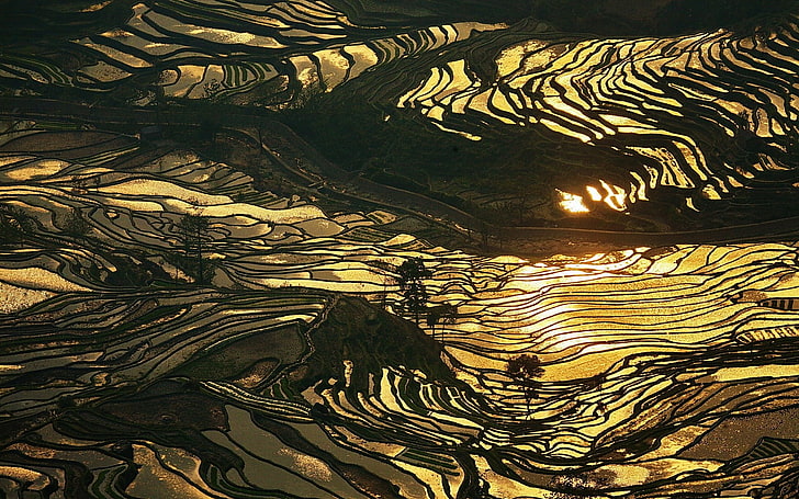 terraces painting, nature, landscape, rice paddy, China, water, farm, gold, terraced field, sunlight, HD wallpaper