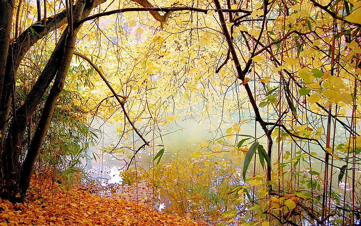 black and yellow tree painting, nature, forest, lake, landscape, water, HD wallpaper