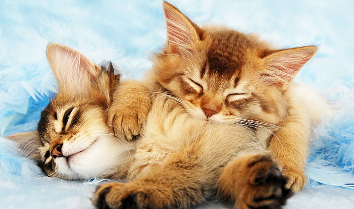 dua anak kucing coklat, anak kucing, kucing, binatang, sedang tidur, Wallpaper HD