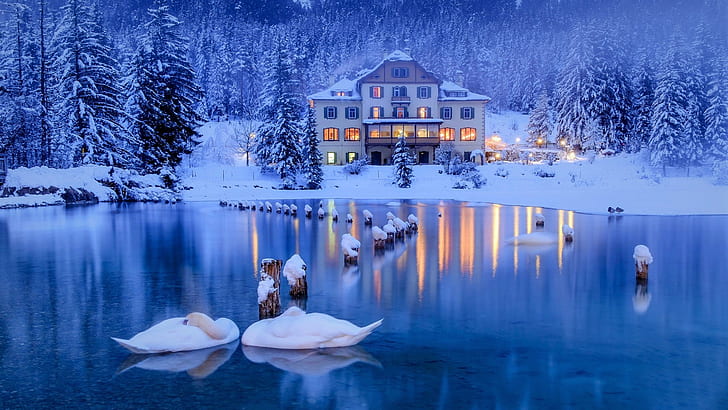 лебеди, синий час, лебедь, зима, синий, дом, особняк, снег, лес, зимний пейзаж, зима, зимний сезон, озеро, HD обои