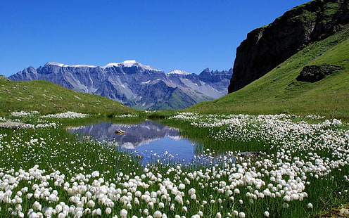 планини пейзажи природа швейцария езера алпийски алпи ливади бели цветя 2560x1600 тапет природа цветя HD изкуство, планини, пейзажи, HD тапет HD wallpaper