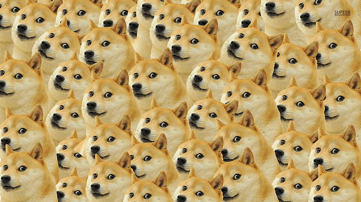 chien akita bronzé, doge, mèmes, visage, chien, Fond d'écran HD