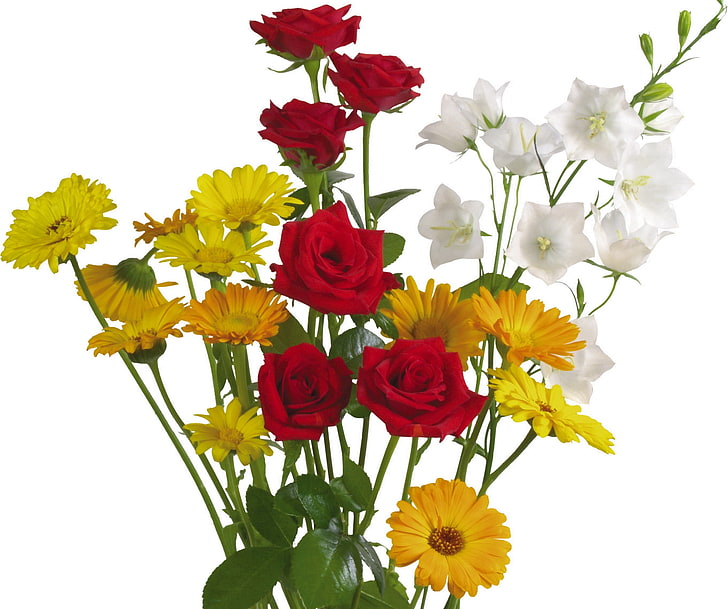 flores de pétalas brancas, amarelas e vermelhas, rosa, gerbera, margaridas, flor, plano de fundo, HD papel de parede