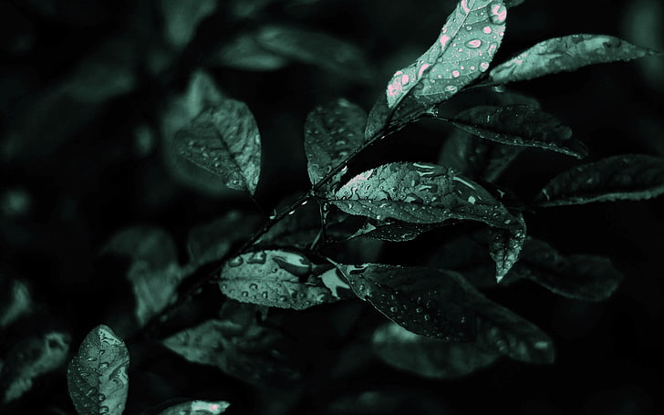 Wassertropfen auf grünen Blättern, Natur, Blumen, Wassertropfen, Blättern, Pflanzen, HD-Hintergrundbild