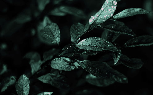 gotas de agua sobre hojas verdes, naturaleza, flores, gotas de agua, hojas, plantas, Fondo de pantalla HD HD wallpaper