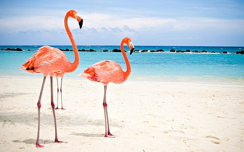Flamingo-Desktop-Hintergründe, HD-Hintergrundbild HD wallpaper