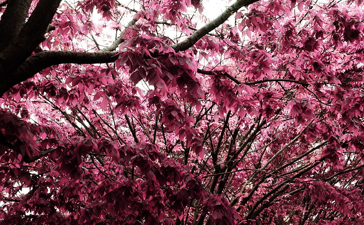 Rosa träd, rosa blommande träd, Aero, kreativt, rosa, träd, HD tapet