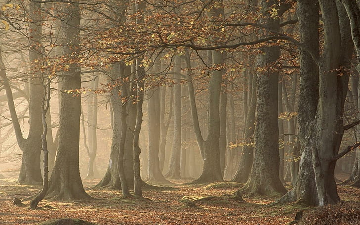 Kabut di Forest HD, 1920x1200, hutan, hutan gelap, Wallpaper HD