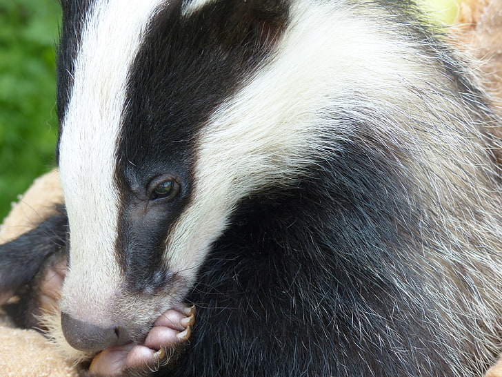 black and white animal, badger, face, eyes, paw, HD wallpaper