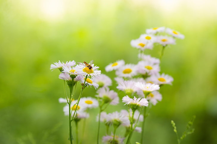 photography, macro, depth of field, flowers, white flowers, bees, HD wallpaper