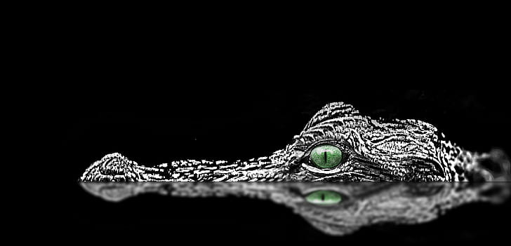 fotografia makro głowy aligatora, zdjęcia makro, fotografia, aligator, głowa, woda, oczy, na zewnątrz, jezioro, zwierzę, tablica, gad, Tapety HD