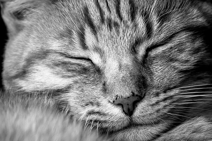 adorable, animal, animal photography, black and white, blur, cat, cat face, close up, cute, domestic cat, felidae, feline, fur, furry, head, kitty, mammal, pet, portrait, relax, relaxation, sleep, sleeping, snout, tabby, HD wallpaper