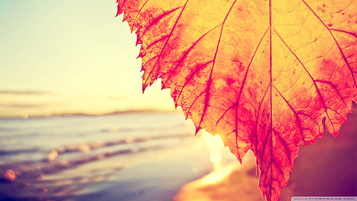 Лист Теплая Осень HD, природа, теплая, осень, лист, HD обои