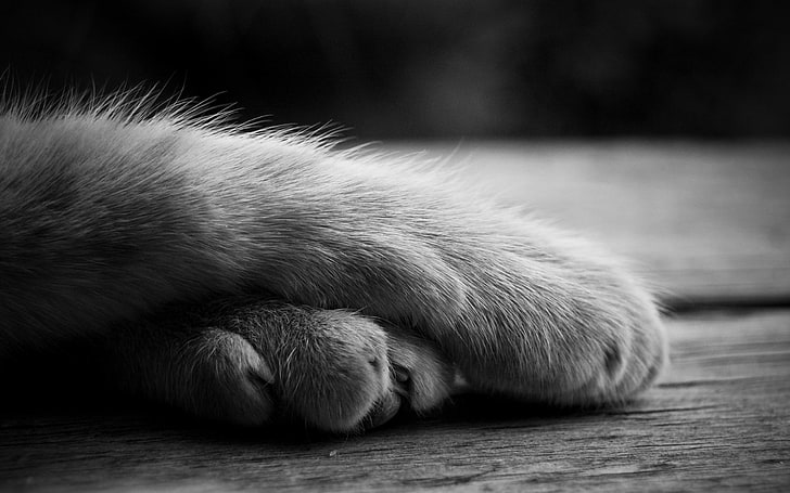 cat paws, kitty, Wallpaper, legs, HD wallpaper
