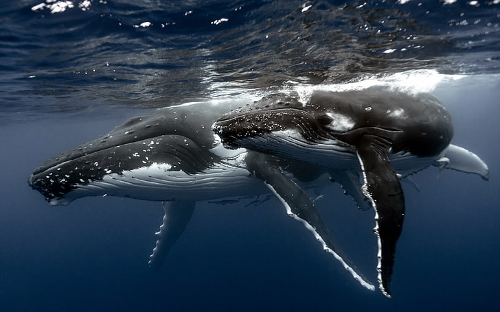 baleia, subaquática, baleia jubarte, animais, HD papel de parede