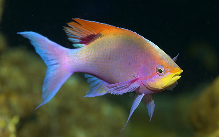 สัตว์ปลาปลาเขตร้อนชีวิตในทะเล, วอลล์เปเปอร์ HD