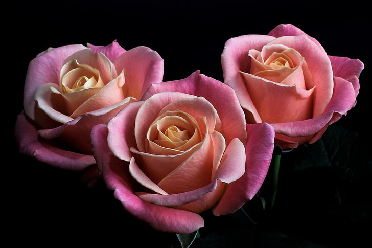 three pink roses, flowers, roses, petals, pink, black background, buds, HD wallpaper