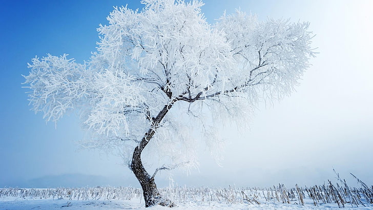 winter, tree, frost, frosty, freez, cold, snow, snowy, alone, lonely, HD wallpaper