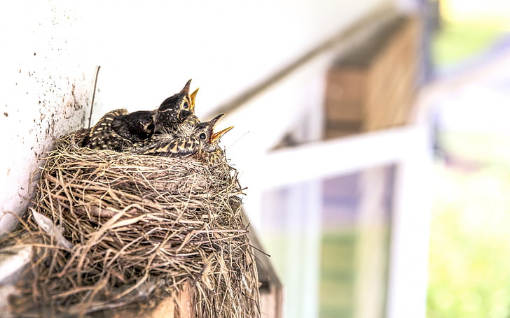 Birds chicks nest beak-High Quality HD Wallpaper, HD wallpaper