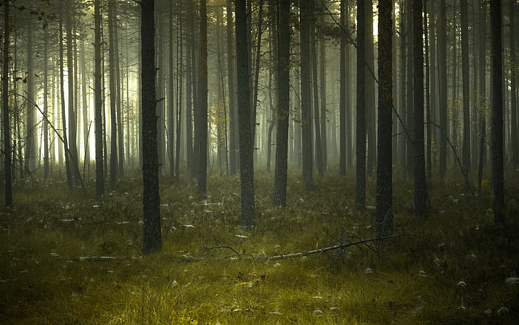 лес с туманом в дневное время, тихий, туман, дневное время, nikon d600, nikkor, болото, угрюмый, темный лес, деревья, зеленый, лес, природа, дерево, лесистая местность, на открытом воздухе, тайна, пейзаж, утро, солнечный луч, туман, солнечный свет,свет - Природные явления, сцены, сезон, листья, HD обои