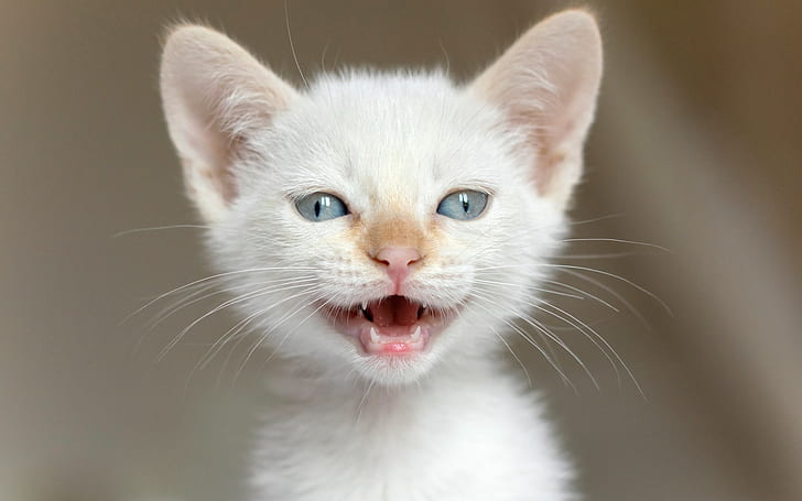 Biały kotek, kotek, Tapety HD