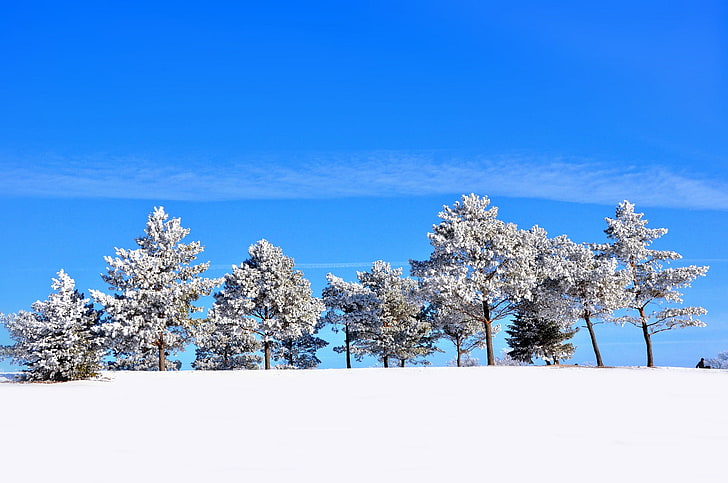 landscape, winter, seasons, trees, snow, cyan, clear sky, sunlight, pine trees, HD wallpaper