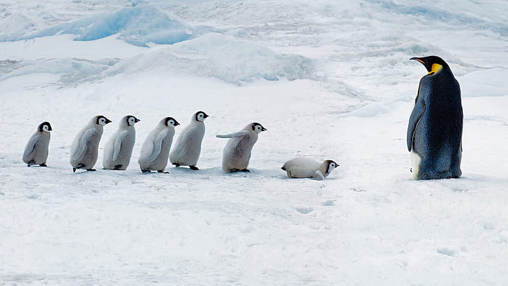 ヒナ、南極、皇帝ペンギン、スノーヒル島、 HDデスクトップの壁紙
