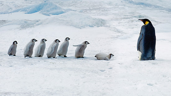 Chicks, Antarctica, Emperor penguin, Snow Hill Island, HD wallpaper HD wallpaper