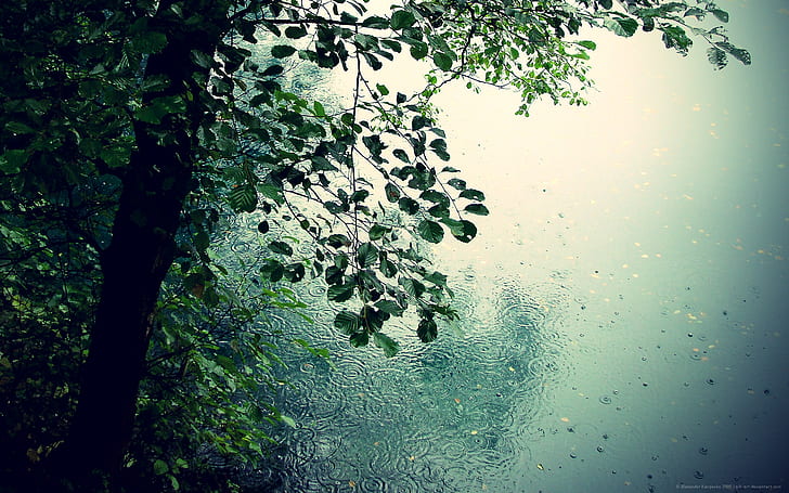 Rain Tree Water Leaf Leaves Green HD, nature, green, water, tree, leaves, rain, leaf, HD wallpaper