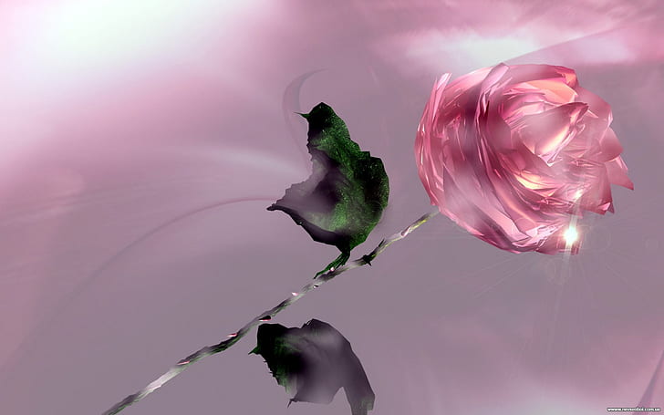 Rosa de cristal rosa, Fondo de pantalla HD | Wallpaperbetter