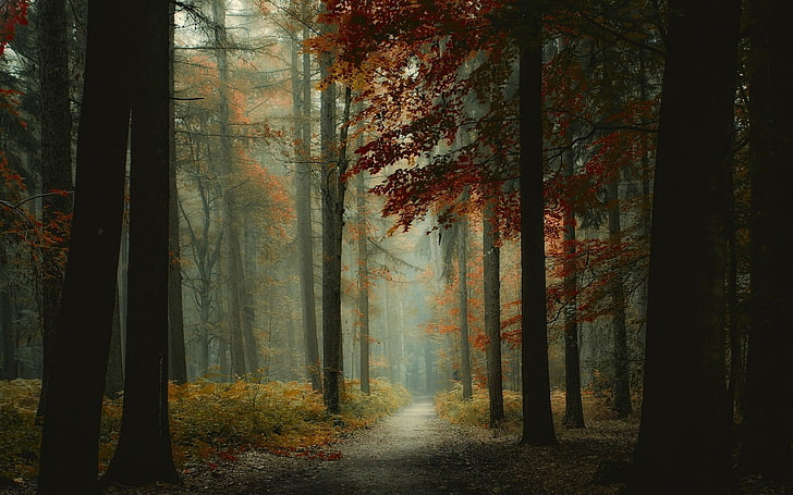 red leafed tree, silhouette of trees and ray of light, nature, landscape, forest, mist, path, trees, morning, fall, HD wallpaper