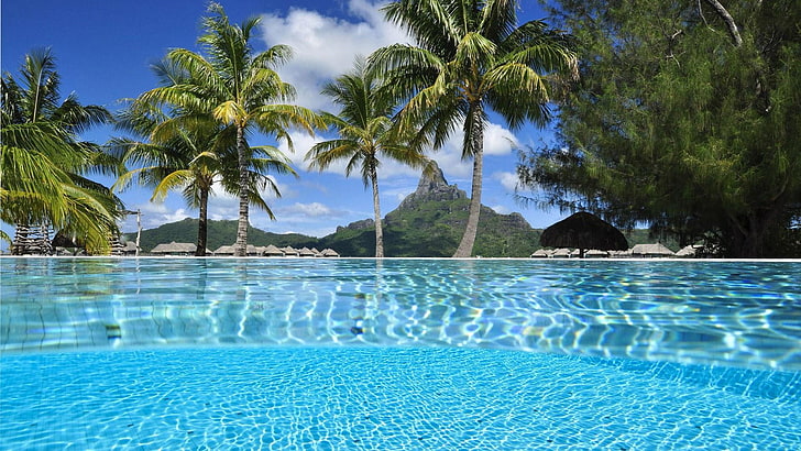 bord de mer, palmiers, palmier, exotique, été, vacances, eau, été, Fond d'écran HD