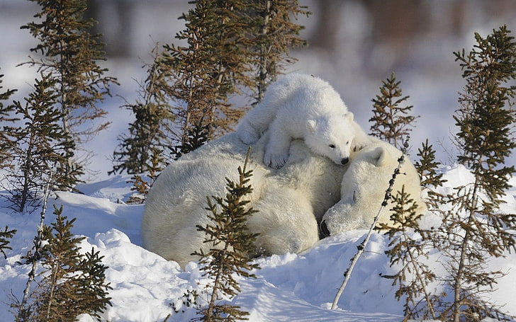 polar bear and cub, polar bears, animals, baby animals, snow, HD wallpaper