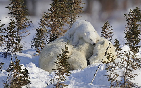 белый медведь и детеныш, белые медведи, животные, птенцы, снег, HD обои HD wallpaper