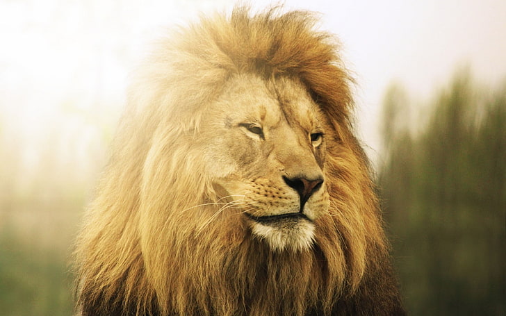สัตว์สิงโตสัตว์ป่าแสงแดด, วอลล์เปเปอร์ HD