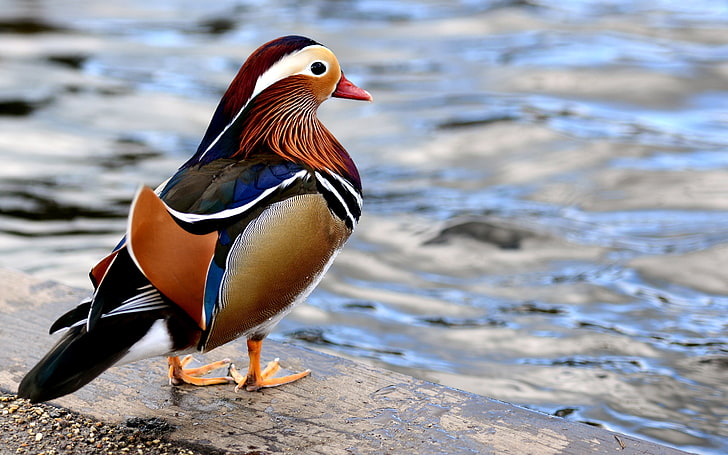 mandarin duck, HD wallpaper