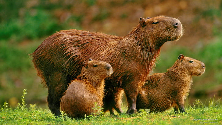 Capybaras, Pantanal, Brésil, Animaux, Fond d'écran HD