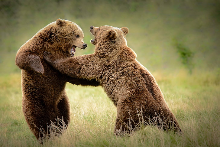 two brown grizzly bears, nature, background, bears, HD wallpaper