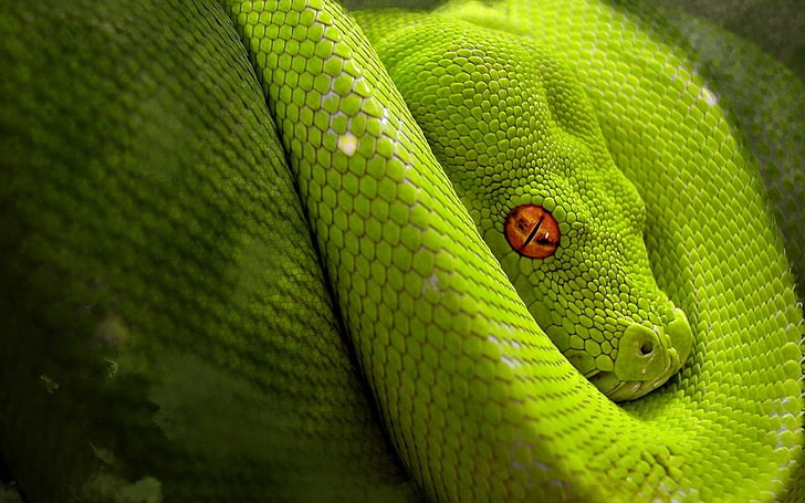 ular, hijau, seni digital, mata oranye, reptil, hewan, Wallpaper HD