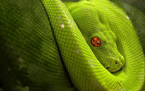 ular, hijau, seni digital, mata oranye, reptil, hewan, Wallpaper HD HD wallpaper