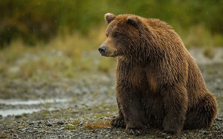Oso pardo bajo la lluvia, oso pardo, animal, oso, lluvia, Fondo de pantalla HD