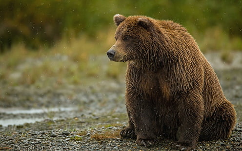 Brown Bear in the rain, brown bear, animal, bear, rain, HD wallpaper HD wallpaper