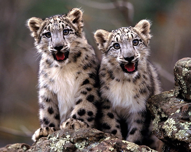 animals, baby animals, leopard, Snow Leopards, HD wallpaper