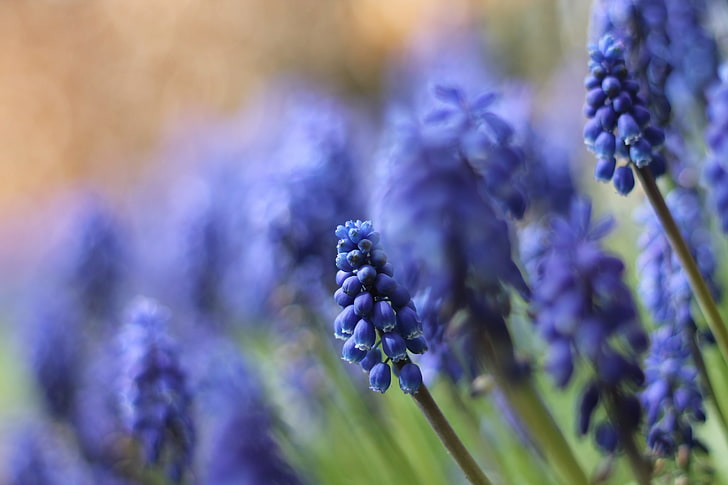 ماكرو ، زهور ، طبيعة ، أزرق ، مسكاري، خلفية HD