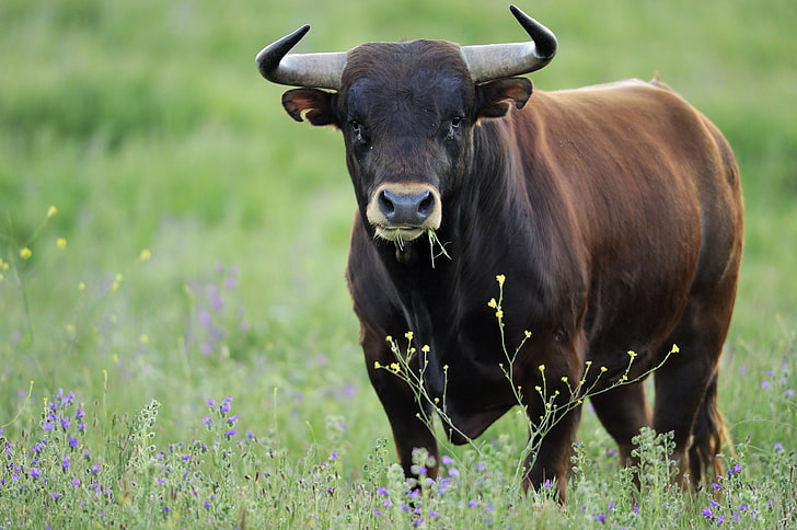 bull, Cow, HD wallpaper