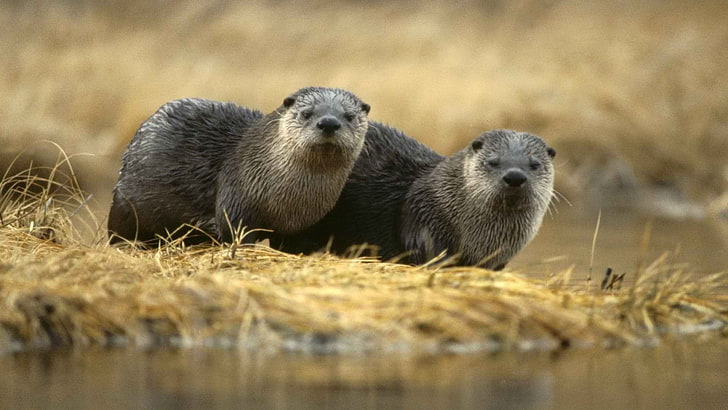 zwei Seelöwen, Natur, Tiere, Otter, HD-Hintergrundbild