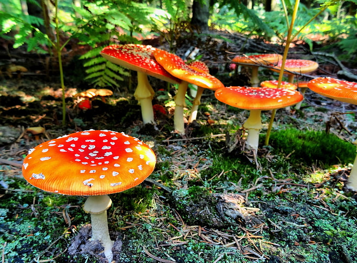 mushroom, macro, moss, HD wallpaper